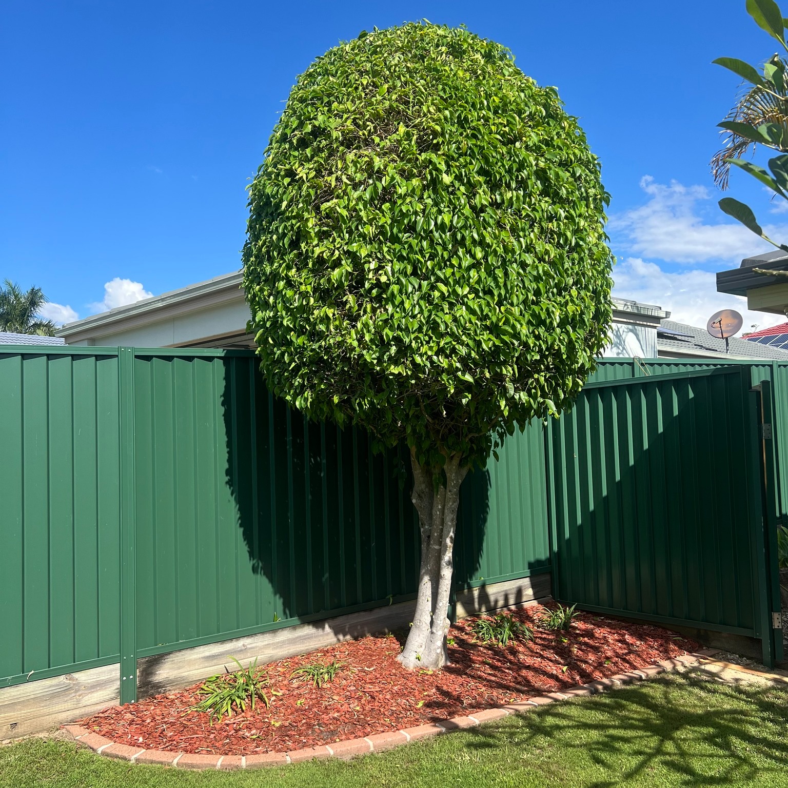 Hedge Trimming